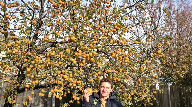 Ce fruitier méconnu fait parler de lui avec ses fruits hors du commun