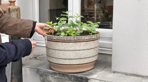 Cette plante remplace les cubes de bouillon et se plante en pot à cette période précise
