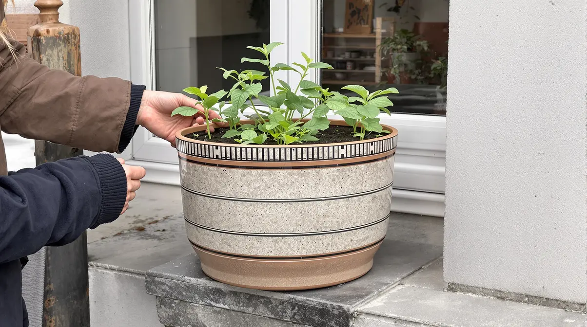 Cette plante remplace les cubes de bouillon et se plante en pot à cette période précise Cette plante remplace les cubes de bouillon et se plante en pot à cette période précise