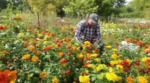 Et si la plante la plus efficace du potager était aussi la plus sous-estimée ? Découvrez pourquoi
